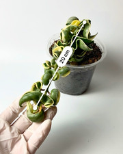 Hoya carnosa Compacta