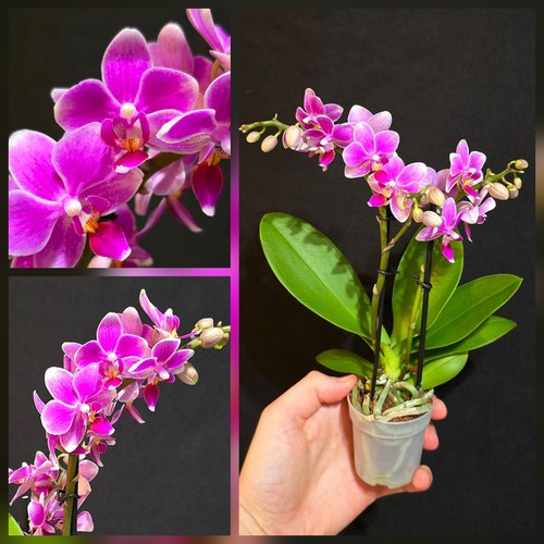 Mini phalaenopsis pink - phalaenopsis, "pink"