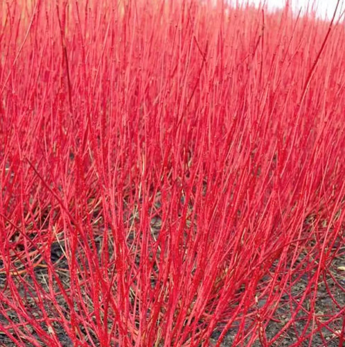 Cornus alba sibirica red - sibirica, |
