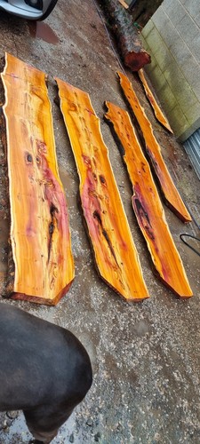 Fresh sawn yew - sawn, slab
