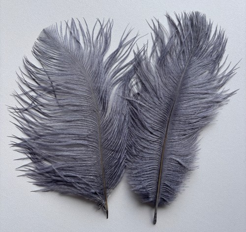 Ostrich feathers plume - feathers, herl