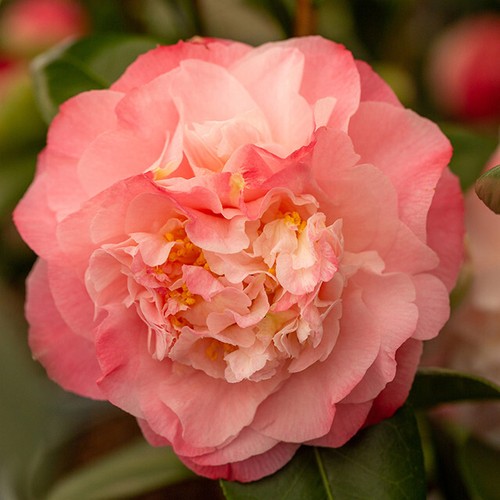 Camellia nuccio jewel 5 - camellia, nuccio's