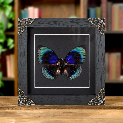 Agrias taxidermy butterfly - agrias,
