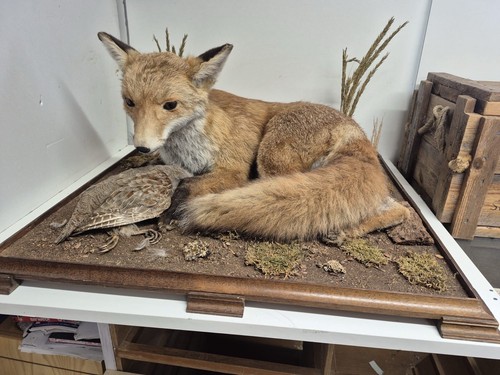 Taxidermy animals - taxidermy,