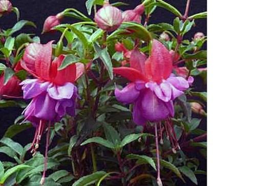 Fuchsia upright plug - ,