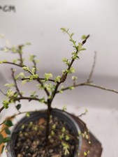 Japanese variegated elm