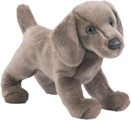Douglas cassie weimaraner - cassie,