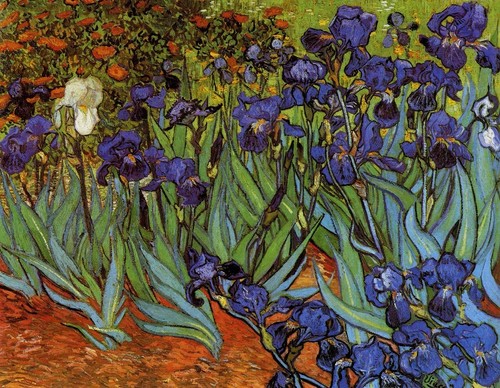 Doubletop irises vincent van - vincent,