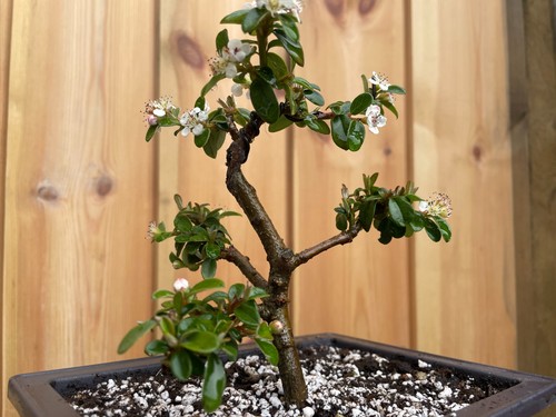 Flowering cotoneaster - 🌱flowering,