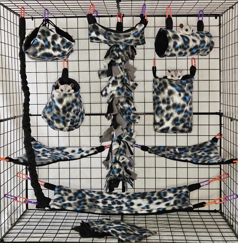 Snow leopard sugar - snow, leopard*sugar