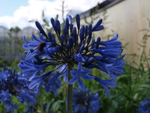 Agapanthus blue magic 2 - agapanthus,