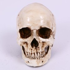 Head 1:1 Realistic Replica Anatomy Prop Model Halloween Human Skull Skeleton