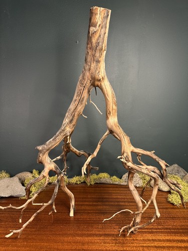 Manzanita driftwood - 24”,