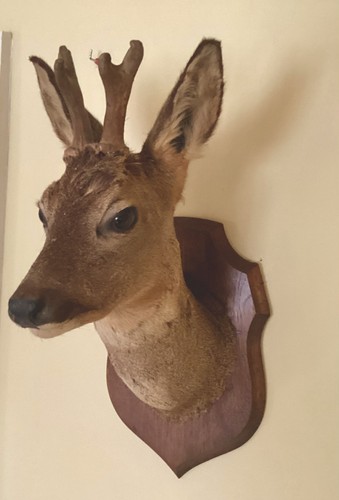 Taxidermy roe deer stag s - taxidermy,