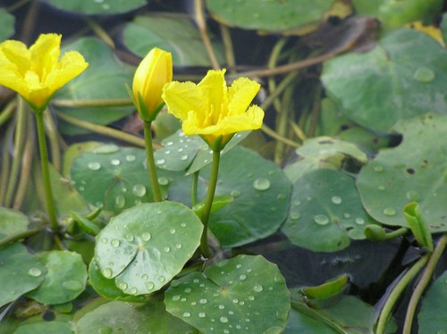 Nymphoides peltata water - nymphoides, (water