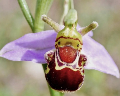 300 seeds bee orchid - bee,