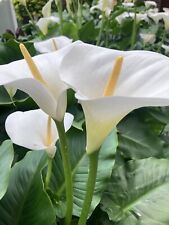 White Calla Lily Corm (Ready to Plant) Free UK Postage