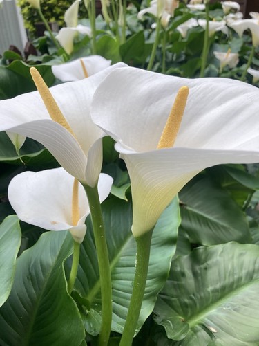 White calla lily corm ready - white,
