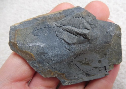 Ampyx linleyensis - cm),