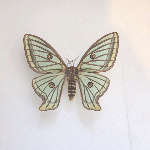 Spanish moon moth graellsia - moon,