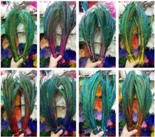 Beautiful Colourful Peacock