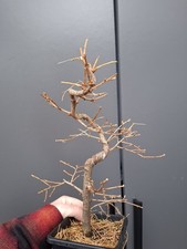T2  Japanese Larch Bonsai Tree 