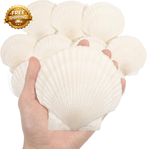 Pcs inch large scallop - 10,