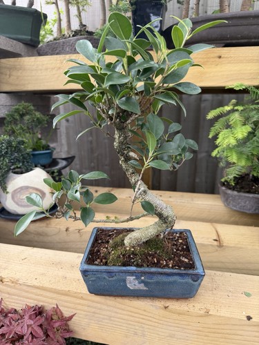 Ficus bonsai tree - bonsai,
