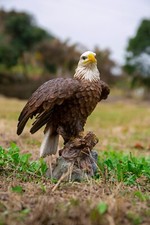 Motion Activated Singing Eagle Garden Statue, Garden Decoration, Home Decoration