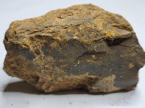 Genuine dinosaur bone - bone, fossil