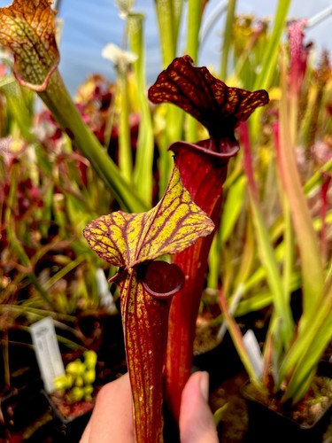 Sarracenia moorei sh77 - sarracenia,