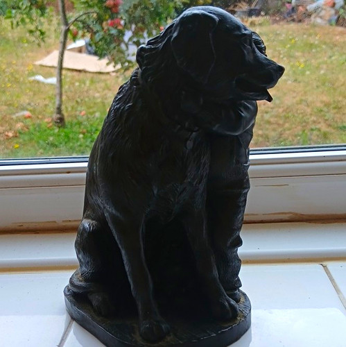 Labrador retriever dog - labrador,
