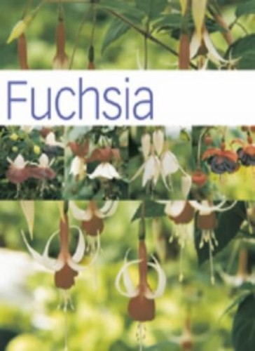 Fuchsia hamlyn care - (hamlyn,