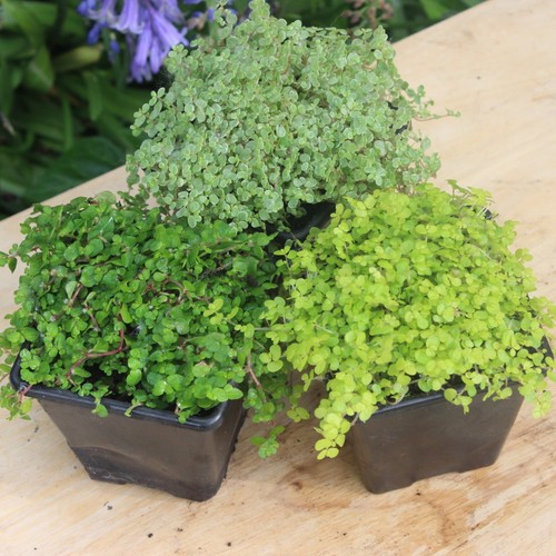 Baby tears plant - tears, 3