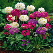 6 x plug plants Primula