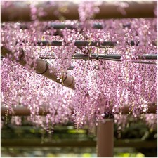 Wisteria Showa-beni in a 2L