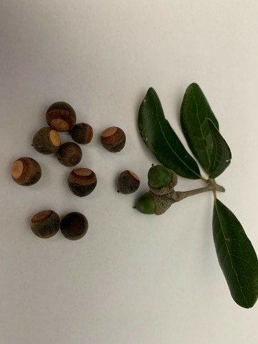 Acorns live oak 12 - oak,,