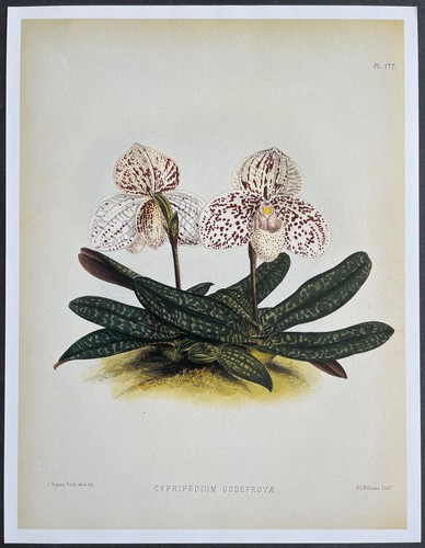 Botany orchids cypripedium - botany,