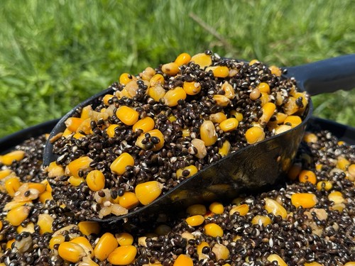 Prepared oily hemp maize - prepared,