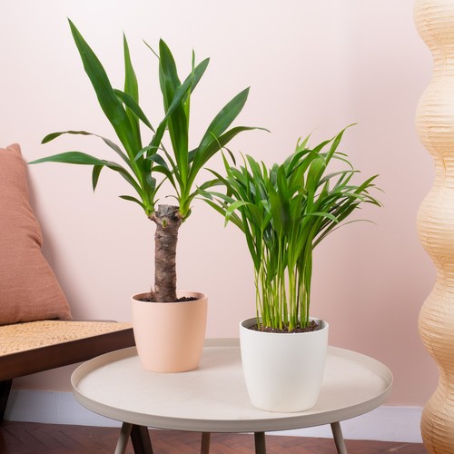 Indoor oasis house plant - indoor,