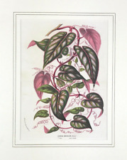 botanical Rex Begonia Vine Ciccus Discolor by Van Houtte ready to frame 1880