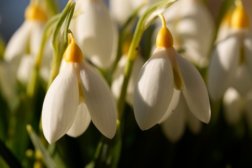 Galanthus treasure island - treasure,
