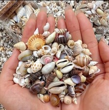 600+ Colorful Mini Seashells Assorted Unique Styles Beach Shell DIY Crafts BULK