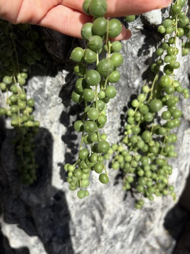 Senecio rowleyanus string - senecio,