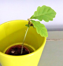 Quercus Robur - Small Oak