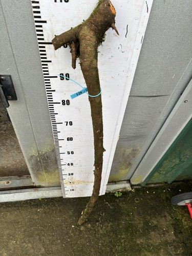 Blackthorn shank walking stick - blackthorn,