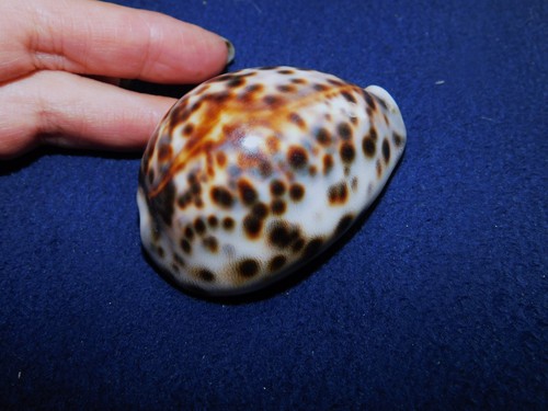 Collectable tigris cowrie - tigris,