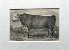 Hereford Bull, Cow - Antique 1900s B/W  Livestock Print Mounted