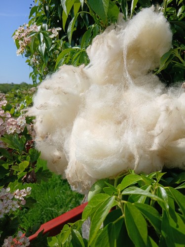 Raw wool greasy fleece - raw,