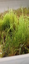 20g Java Moss – Emersed Grown – Clean, Fast Growing – Aquariums & Terrariums